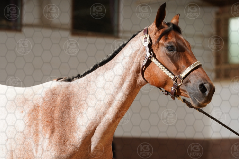 s_A9_08467.jpg